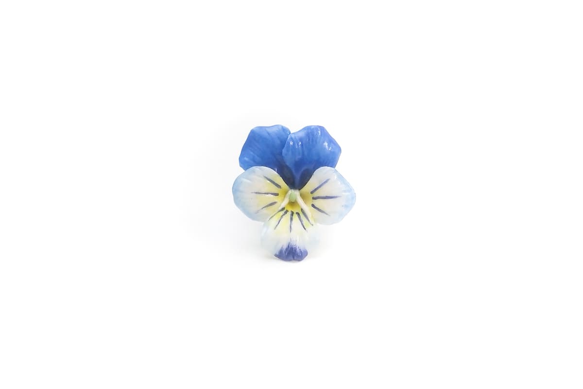 Anello con viola del pensiero azzurra